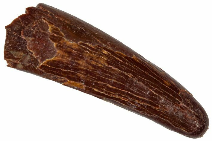 Fossil Pterosaur (Siroccopteryx) Tooth - Morocco #332551